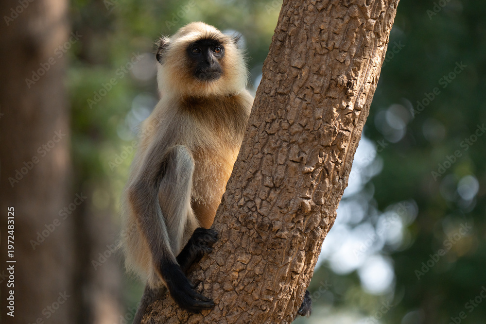 Fototapeta premium Northern plains gray langur portrait climbing a tree in the ground, golden hour light. Typical inhabitants of Indian jungles 