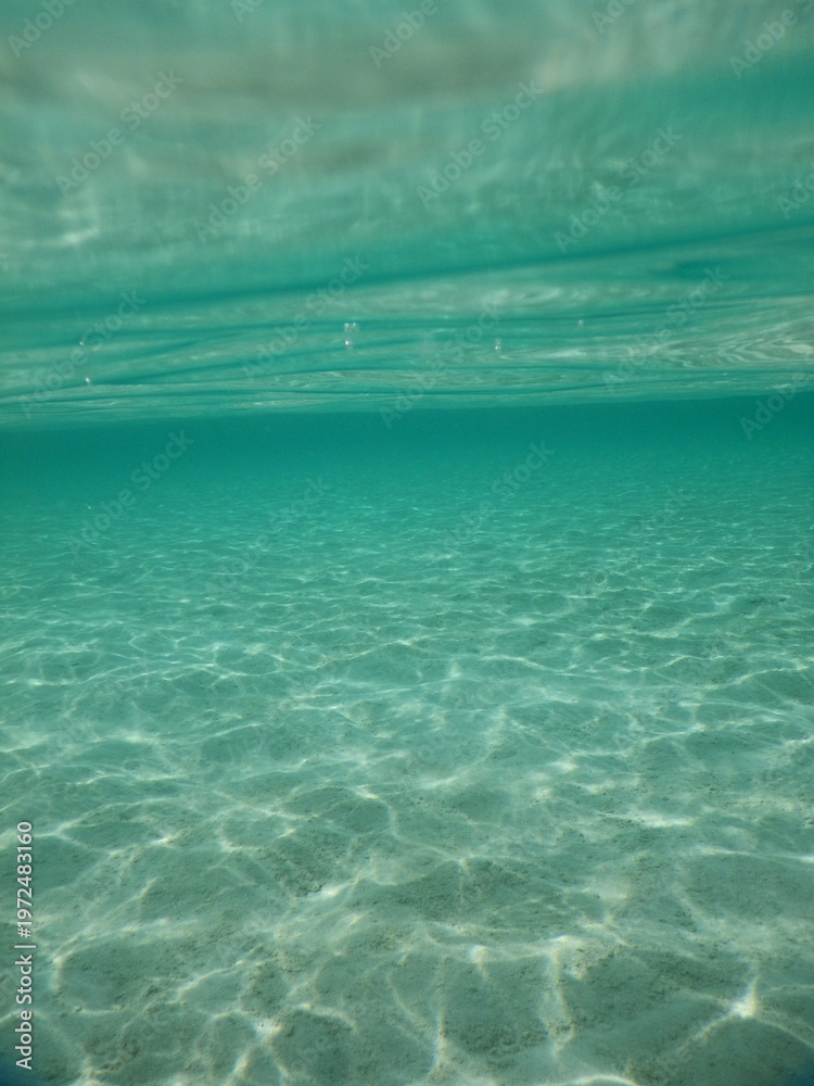 Obraz premium Tropical Marine Life in Crystal Clear Tropical Underwater