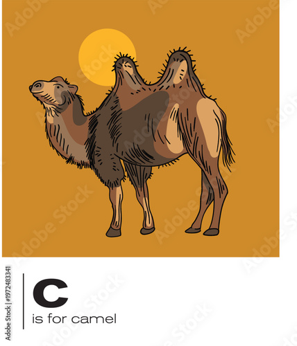 Vector flash card illustration C is for Camel