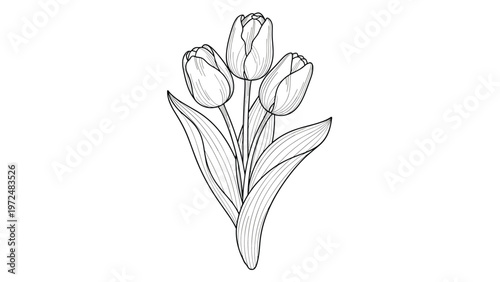 Delicate black and white line art illustration of a bouquet of three elegant tulips with detailed leaves, capturing the timeless beauty of spring flowers.