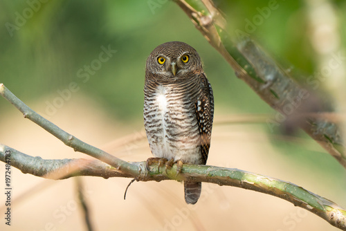 Jungle owlet front view. The jungle owlet or barred jungle owlet is native to the Indian Subcontinent. The species is often found singly, in pairs or small groups