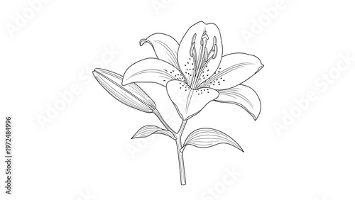 Detailed black and white line art illustration of a magnificent lily flower with an elegant bud and lush leaves.