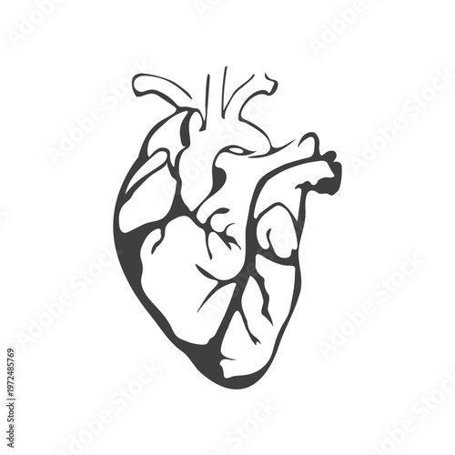 Anatomical human heart illustration in black and white line art style