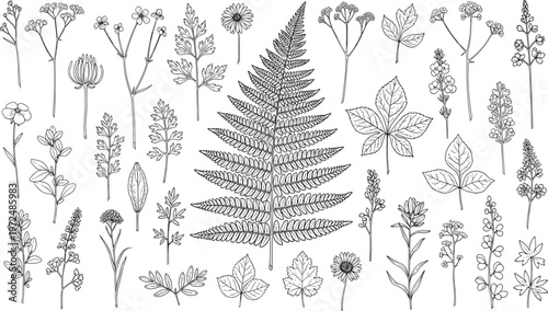 Detailed botanical illustration featuring fern frond, flowers, leaves, and stems arranged in rows showcasing diverse plant species for artwork design