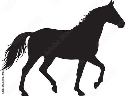 Fényképezés Tennessee Walking Horse in silhouette on white background.
