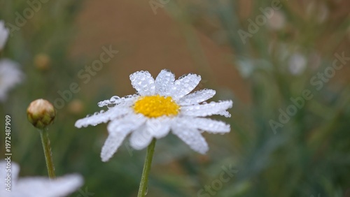 Photos Dew drop on daisy flower.