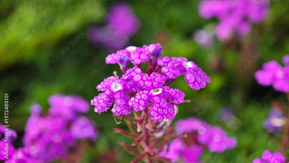 Obraz premium Dew drop on purple verbena flower.