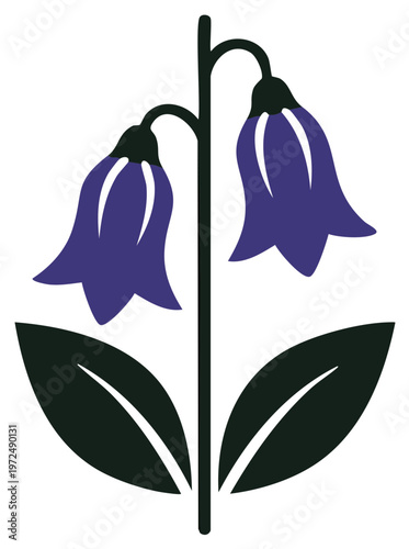 Two Bluebell Flowers with Leaves Illustration of the campanula family with stem, botanical art