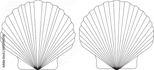 Two scallop seashells in outline drawing with black and white