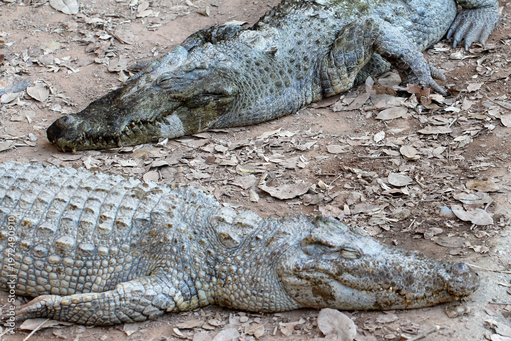 Fototapeta premium Top-down view of two crocodiles lying side-by-side on dry ground covered with dry leaves, showcasing distinct texture differences in their skin, resting together in wildlife park, reptile concept.