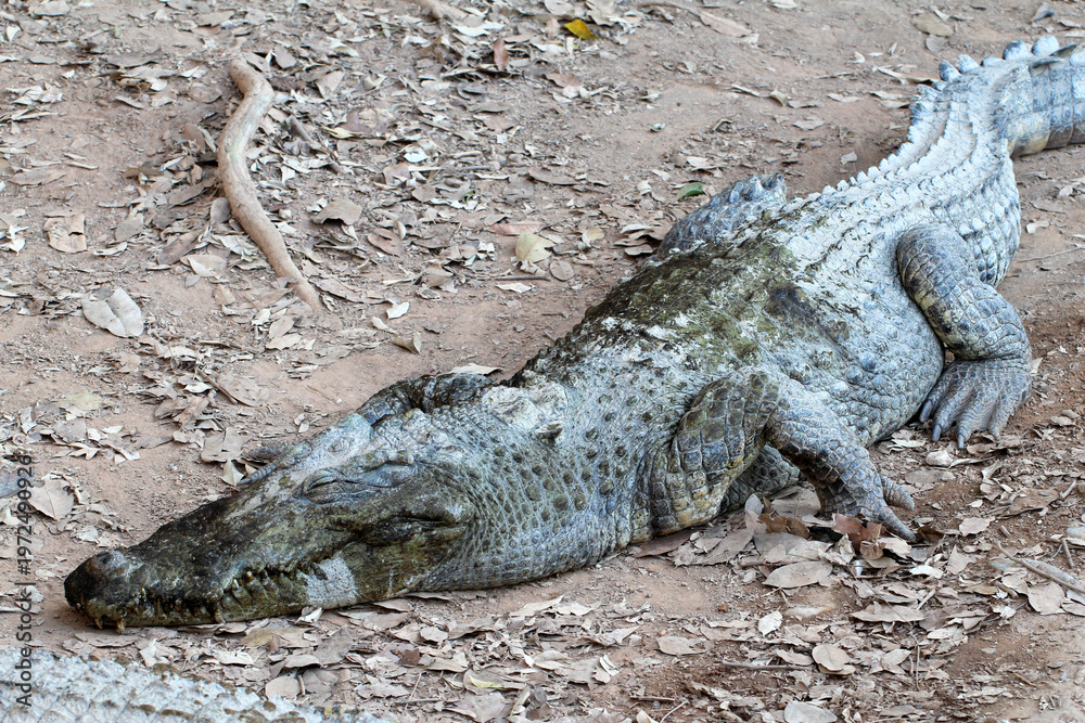 Obraz premium Close-up of a resting crocodile on dry ground, detailed texture of crocodile skin, wildlife photography in natural habitat, reptile concept.