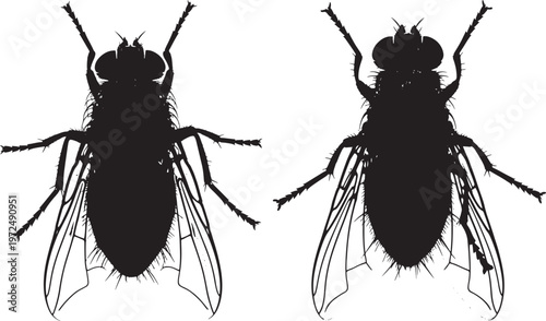 Silhouette of two flies, showing detail of their wings and bodies, white background, compound eye, disease carrier, insect drawing, insect illustration