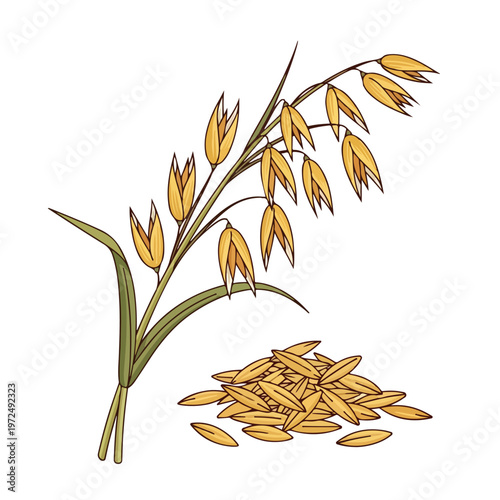 Hand drawn illustration of a golden oat plant stalk and a pile of oat grains.