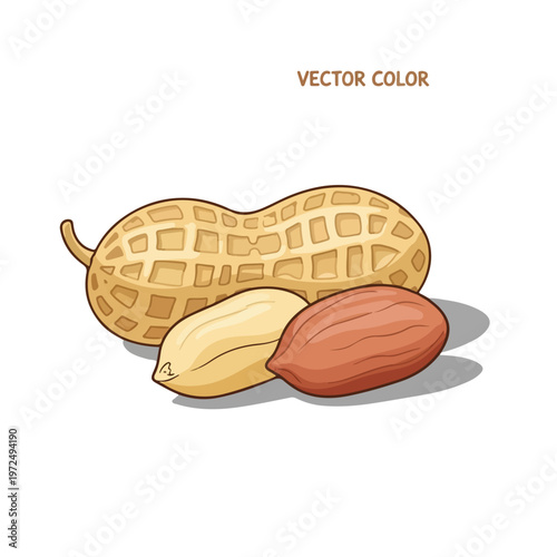 Hand drawn illustration of a peanut in its shell with shelled peanuts.
