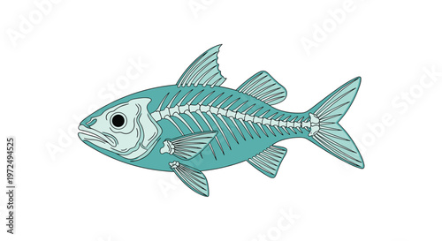 Meticulous scientific drawing of a teal fish featuring a prominent white skeletal structure and detailed bone arrangement across its entire body today.