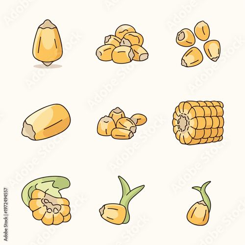 Collection of hand drawn corn illustrations showing various growth stages and kernels.