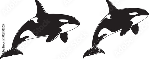 Two black silhouette orcas swimming with killer whale with marine mammal with black and white with white background