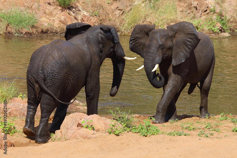 Fototapeta premium Afrikanischer Elefant / African elephant / Loxodonta africana