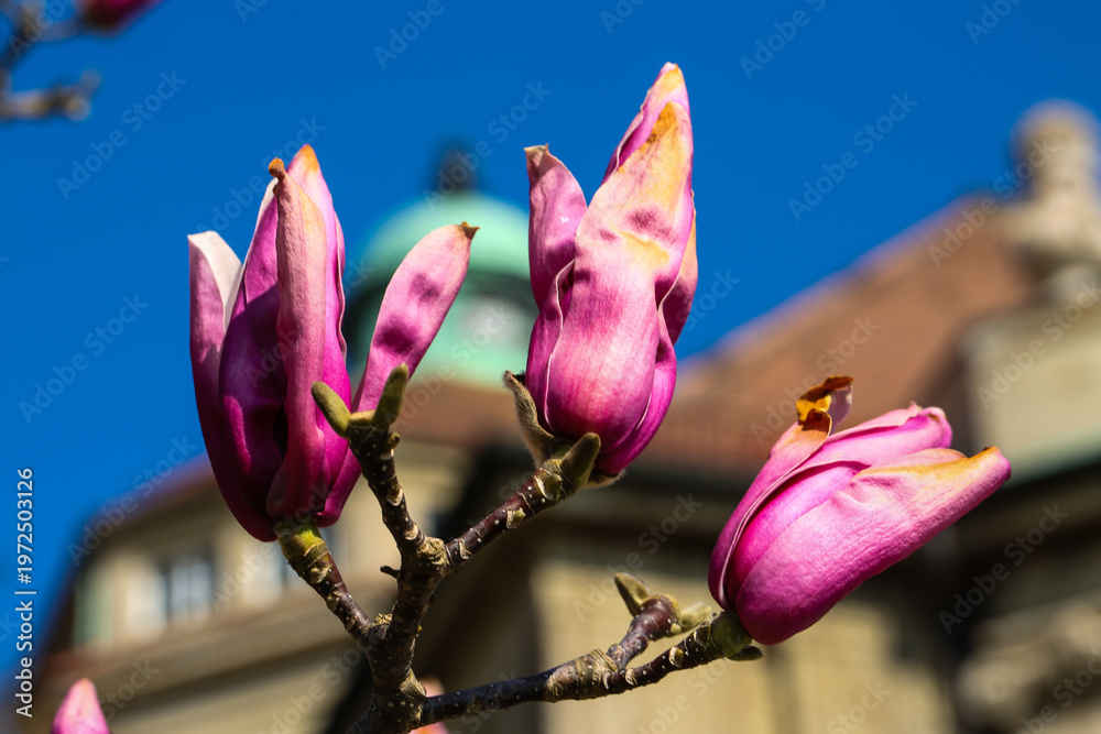 Fototapeta premium Magnolia blossoms in front of historic building in Munich Botanical Garden, Germany