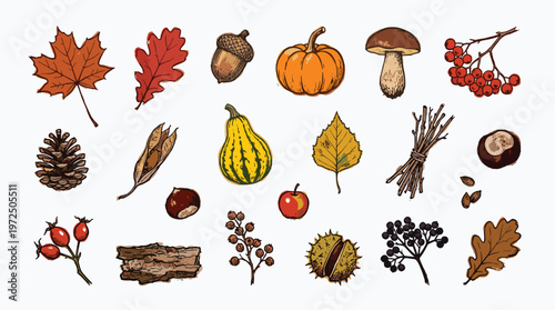 Autumn harvest collection of natural elements including pumpkins leaves acorns pine cones and berries for seasonal decoration and design