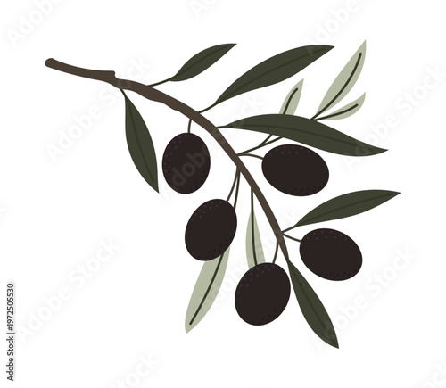 Vector olive branch with black olives, hand-drawn botanical illustration in flat style