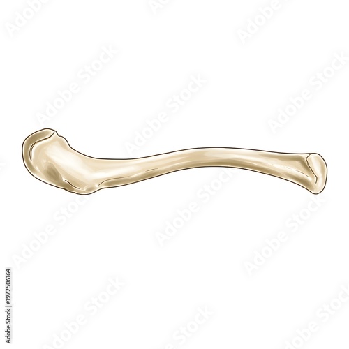 Right Clavicle Caudal View Anatomical Illustration – Human Collarbone Bone Diagram
