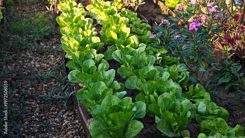 Photos Green cos and butterhead in garden soil.