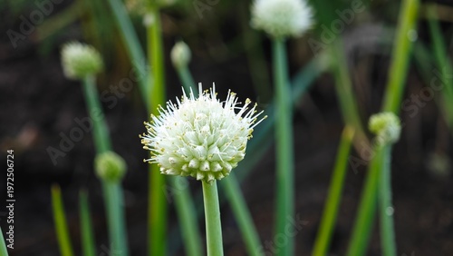 White onion flower in the garden.