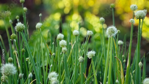 White onion flower in the garden.