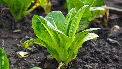 Green cos in garden soil.