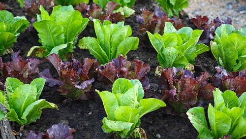 Green cos and red oak in garden soil.