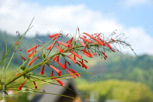 Beautiful Russelia equisetiformis coral plant flowers blooming in morning sunlight. Red firecracker fern with green stems on blurred mountain nature background.