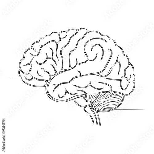 Detailed line art illustration of a human brain side view with cerebellum and brainstem