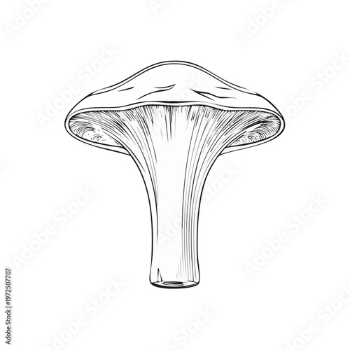 Detailed black and white line drawing of a single mushroom cap and stem with gills visible