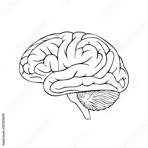 Anatomical illustration of a human brain in profile, showing cerebrum and cerebellum details