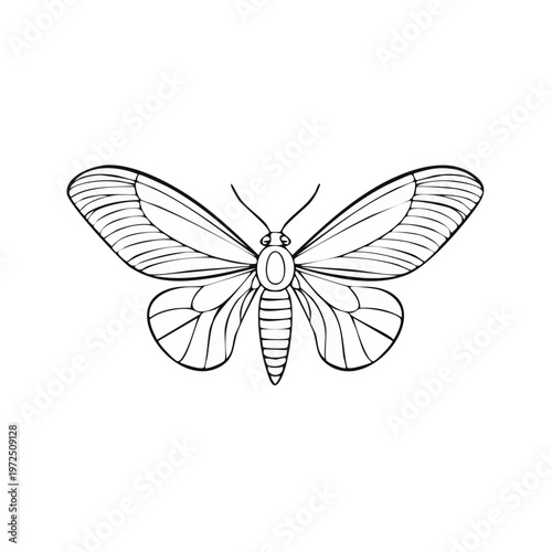 Outline drawing of a moth with wings spread showing intricate patterns and antennae