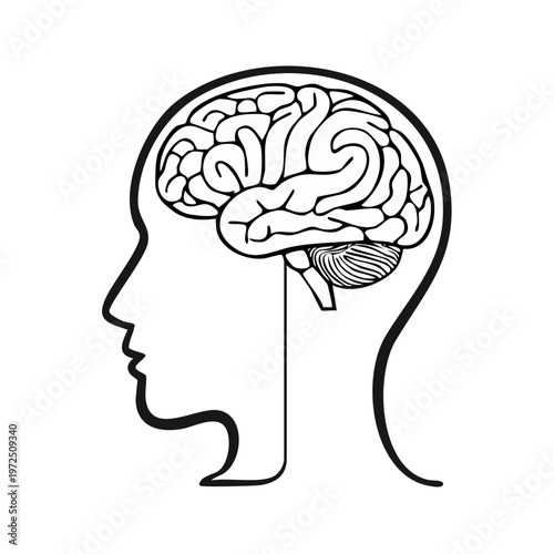 Profile of a human head with detailed brain and cerebellum illustration, representing intellect and thought