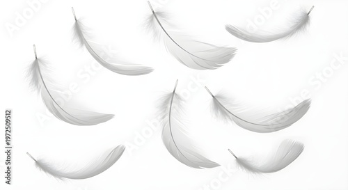 Tableau sur toile White feathers floating gently in mid-air on transparent background