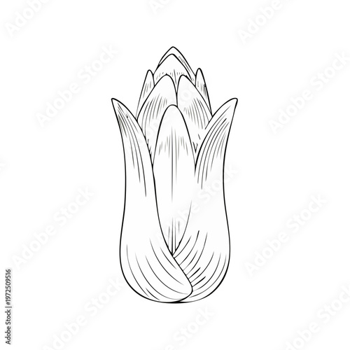 Detailed Line Drawing of a Tall Budding Flower with Layered Petals