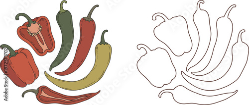Colorful and outlined of bell peppers and chili peppers