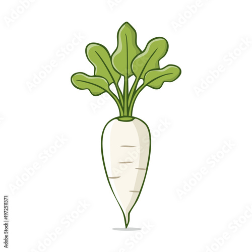 White Radish Vegetable with Green Leaves