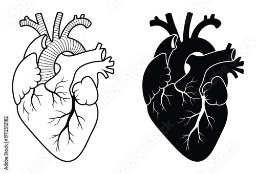 Anatomical Heart Line and Silhouette