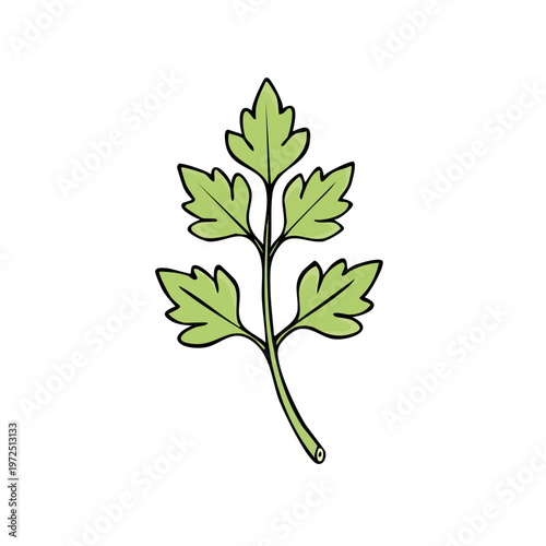 Fresh green herb leaf sprig with segmented foliage and botanical details illustration