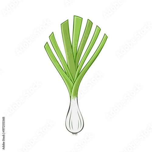 Simple vector illustration of a single green leek with a white bulb and green stalks fanning out
