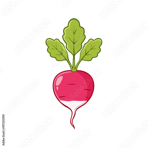 Cartoon illustration of a fresh radish with green leaves isolated on a white background