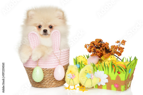 Pomeranian puppy wearing bunny ears sits in a woven basket