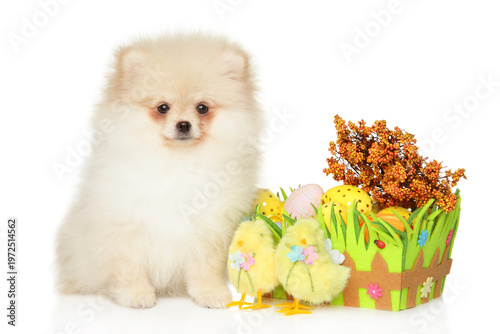 Cream Pomeranian puppy sitting next to an Easter basket