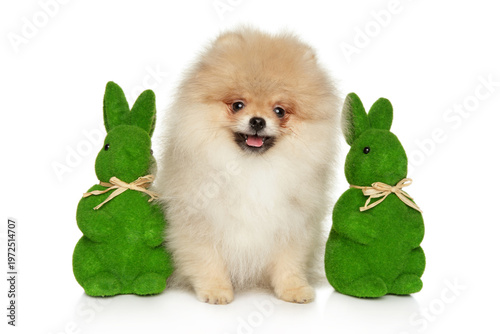 Fluffy pomeranian dog sitting between two green bunny figurines