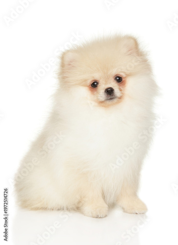 Cream Pomeranian puppy sitting on a plain white surface