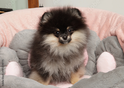 Pomeranian puppy sitting in a plush grey and pink bed